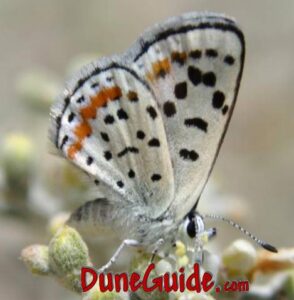 Sand Mountain Blue Butterfly Sand Mountain Blue Butterfly