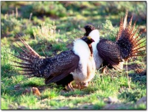 greater-sage-grouse-05sm